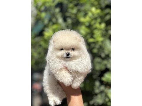 Pomeranian boo köpeğimiz