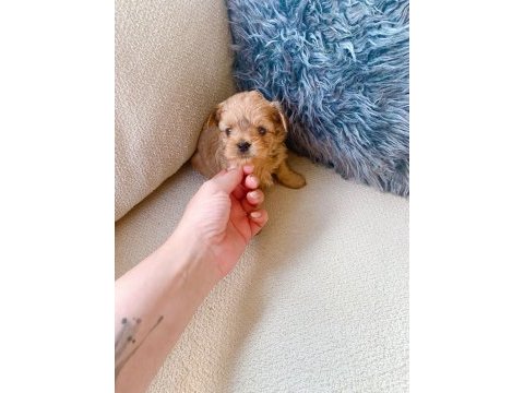 Petmode köpek çiftliğinden show kalite morkie yavrular