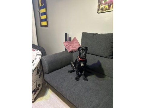 Scr li cane corso