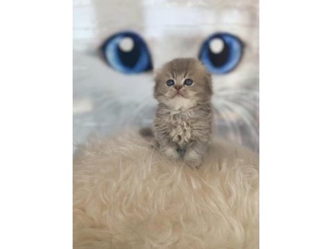 Blue golden baba şecereli a kalite scottish fold