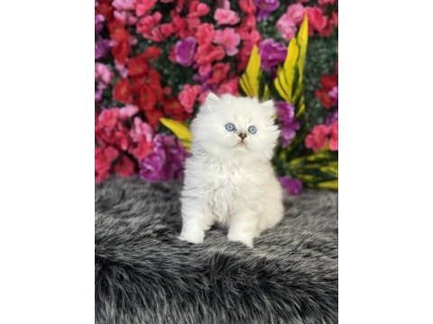 Şecere belgeli üst kalite ırk kediler mevcut