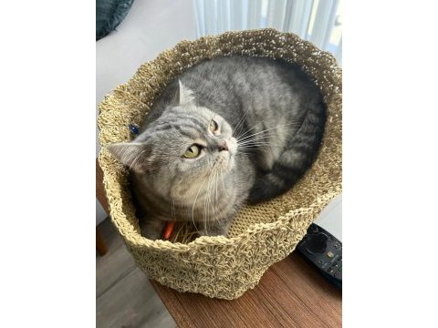 British shorthair yavrumuza yeni bir aile arıyoruz