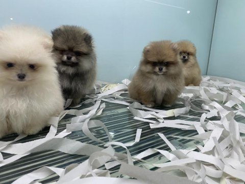 Tea cup pomeranian boo yavrularımızı canlı görün