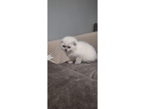 Güzel top yüzlü yavru scottish fold teslime hazır