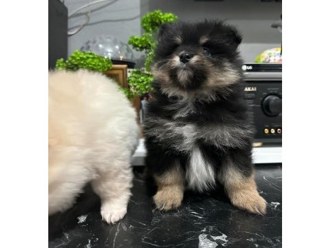 40 günlük pomeranian siyah ve beyaz