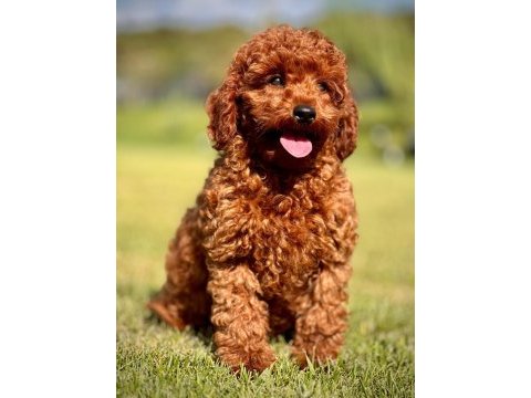 2.5 aylık toy poodle yavru ödüllü anne en küçüğü