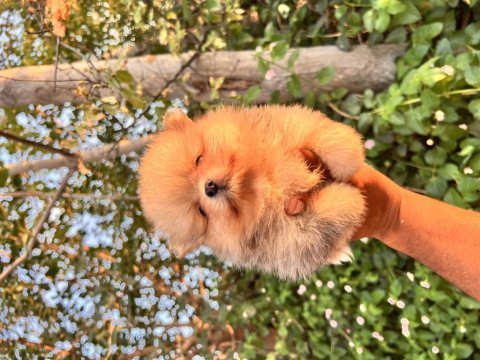 Tamamen yurt dışı kanı orjinal pomeranian boo yavrular