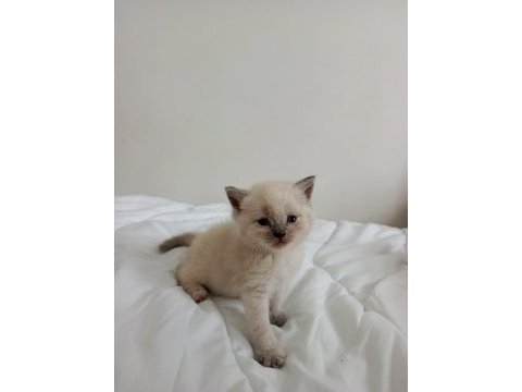 Her cins kedi bulunur