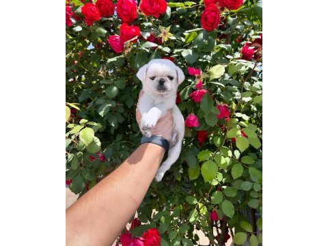 Orijinal özel renk pug mops bebekler