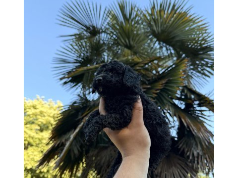 Özel renk teacup poodle wc (pet) eğitimli