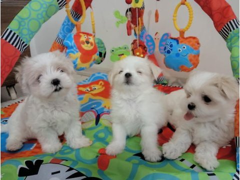 Anne baba orijinal kore kan maltese yavrular