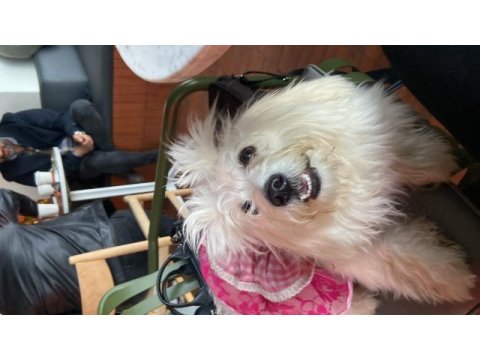Maltese terrier kızım mila