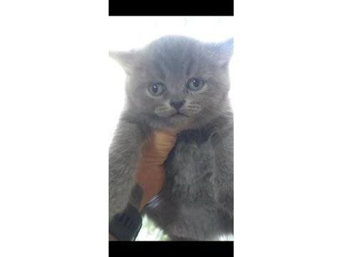 British shorthair