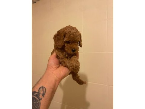 Erkek dişi toy poodle yavrular