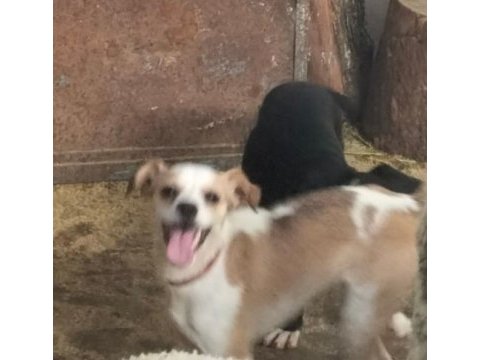 Jack russell terrier erkek 6 aylık takas veya uyguna