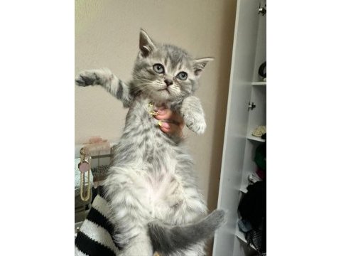 Irkının hası british shorthair