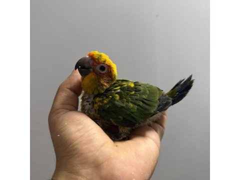 Güneş konur yavru el besleme