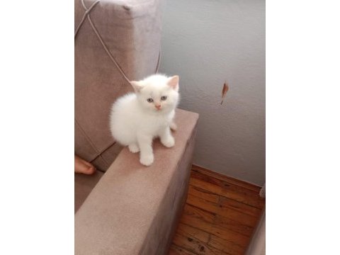 Evde doğan çok uyguna orjinal british shorthair yavrular