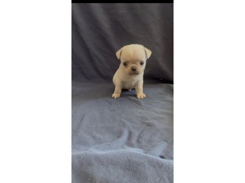 Platium pug köpeği