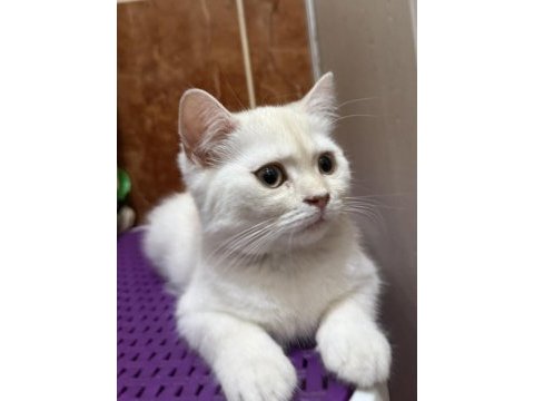 British iran chinchilla