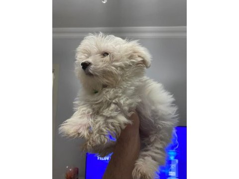Mükemmel kalite maltese terrier 0 numara