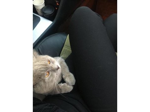 British kedi