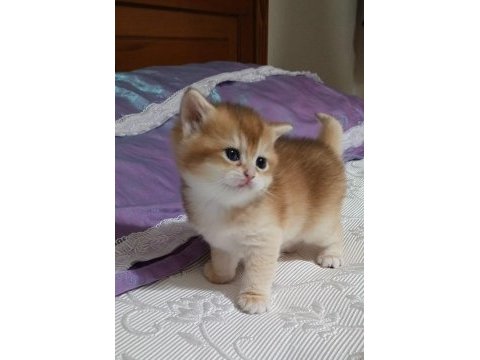 British shorthair golden ny12