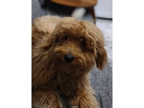 5 aylık erkek maltipoo köpeğimiz