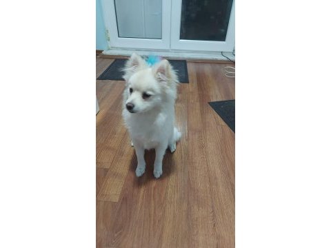Pomeranian spitz