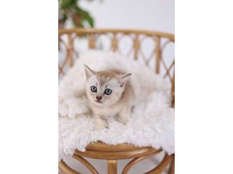 Erkek - dişi british shorthair yavrularımız