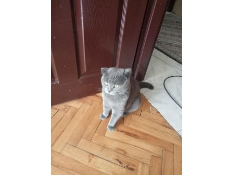 Scottish fold sahiplendirme