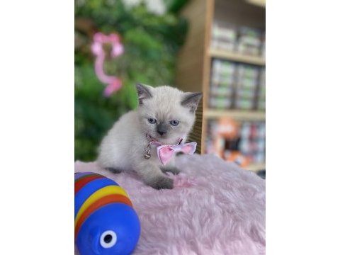 Prenses kızım ırk sağlık garantili british shorthair