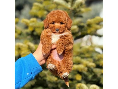 2.5 aylık yavru erkek poodle köpeğimiz