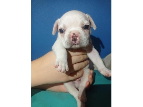 Tatlı, sağlık ve ırk garantili french bulldog yavruları