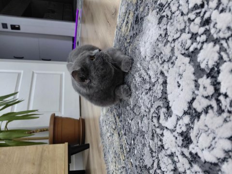 British shorthair acil sahiplenilmesi gerekiyor