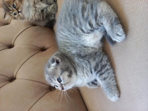 British longhair ve scottish fold yavrularımız
