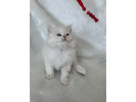 Şampiyon kan hattından brıtısh longhaır by1233 erkek