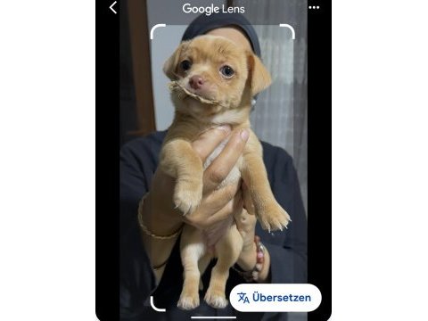 Chihuahua yavrularımız yeni sahiplerine bekliyor