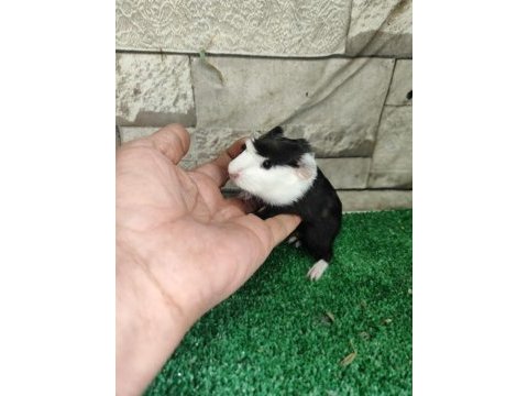Tatlı guinea pig yavruları istanbul