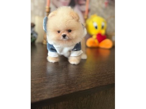 Bal gibi mini ayıcık pomeranian