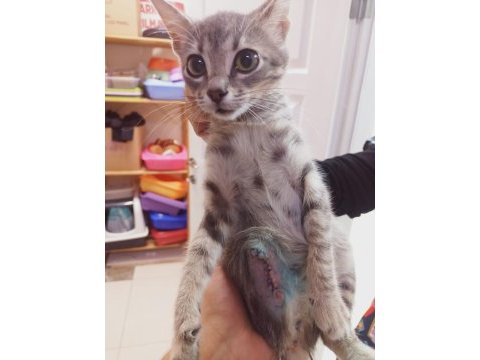 Kocaeli üç patili fabrika kediciğine yuva arıyoruz
