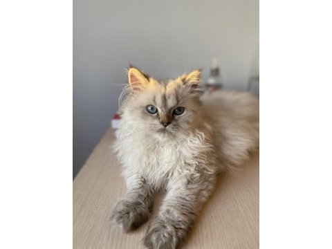 3 aylık british longhair erkek