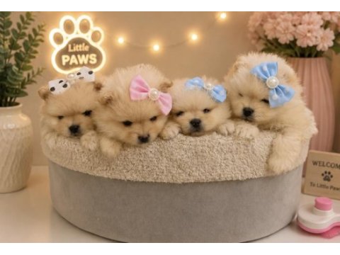 Dünyalar tatlısı japon pomeranian yavrularımız