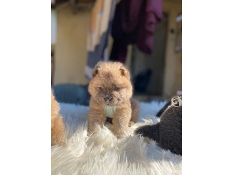 Son kalan chow chow yavrular
