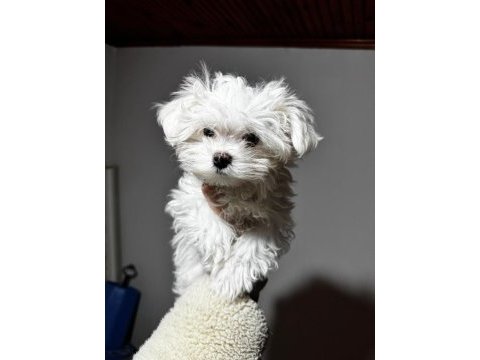 Üst sınıf maltese terrier yavrumuz