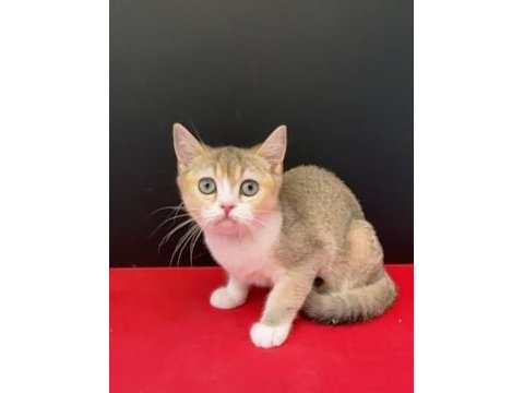 34 yıllık canpette british shorthair yavruları silver