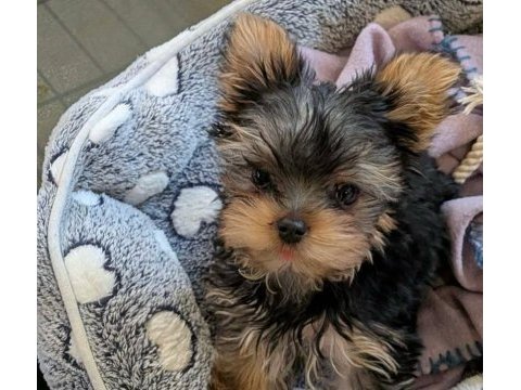 Teacup ev ortamından yorkshire terrier yavrular