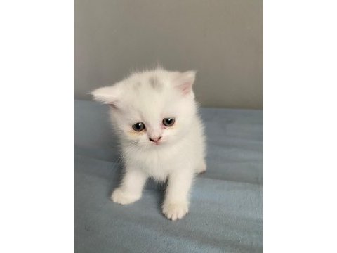 2 tane british shorthair 1 tane scottish fold