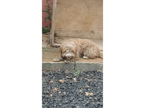 4 aylık terrier