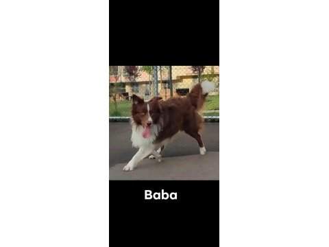 Border collie yavru
